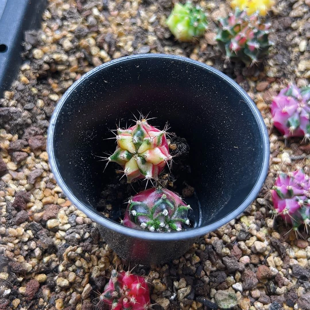 灵***枢当前无花栽培后可以开花256