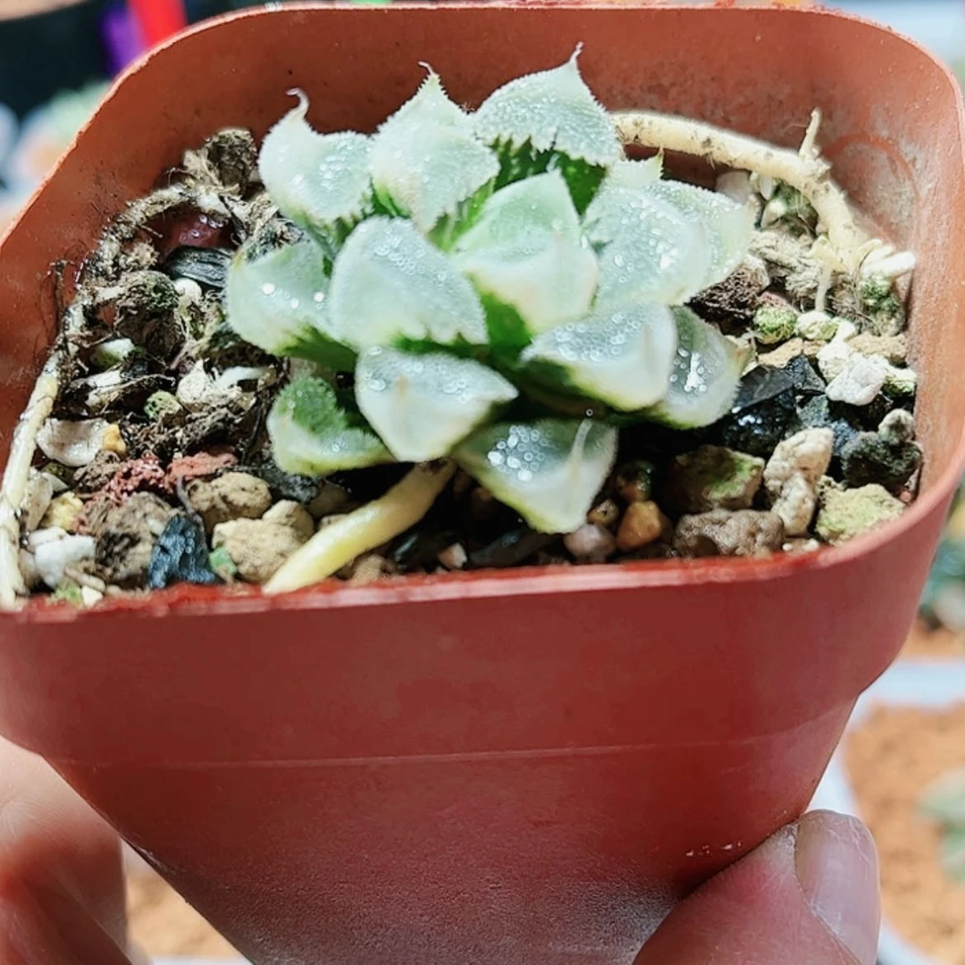 【闪购商品】全窗白帝城