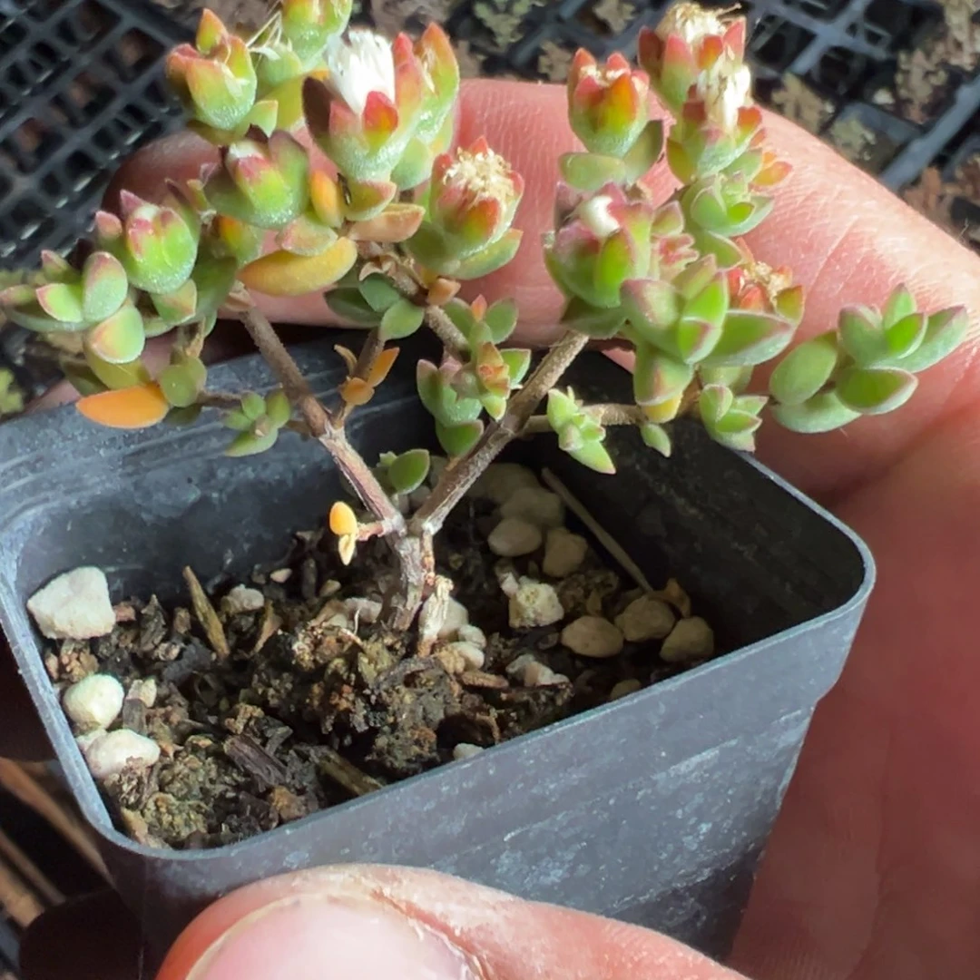 猫耳朵55杯老桩福利