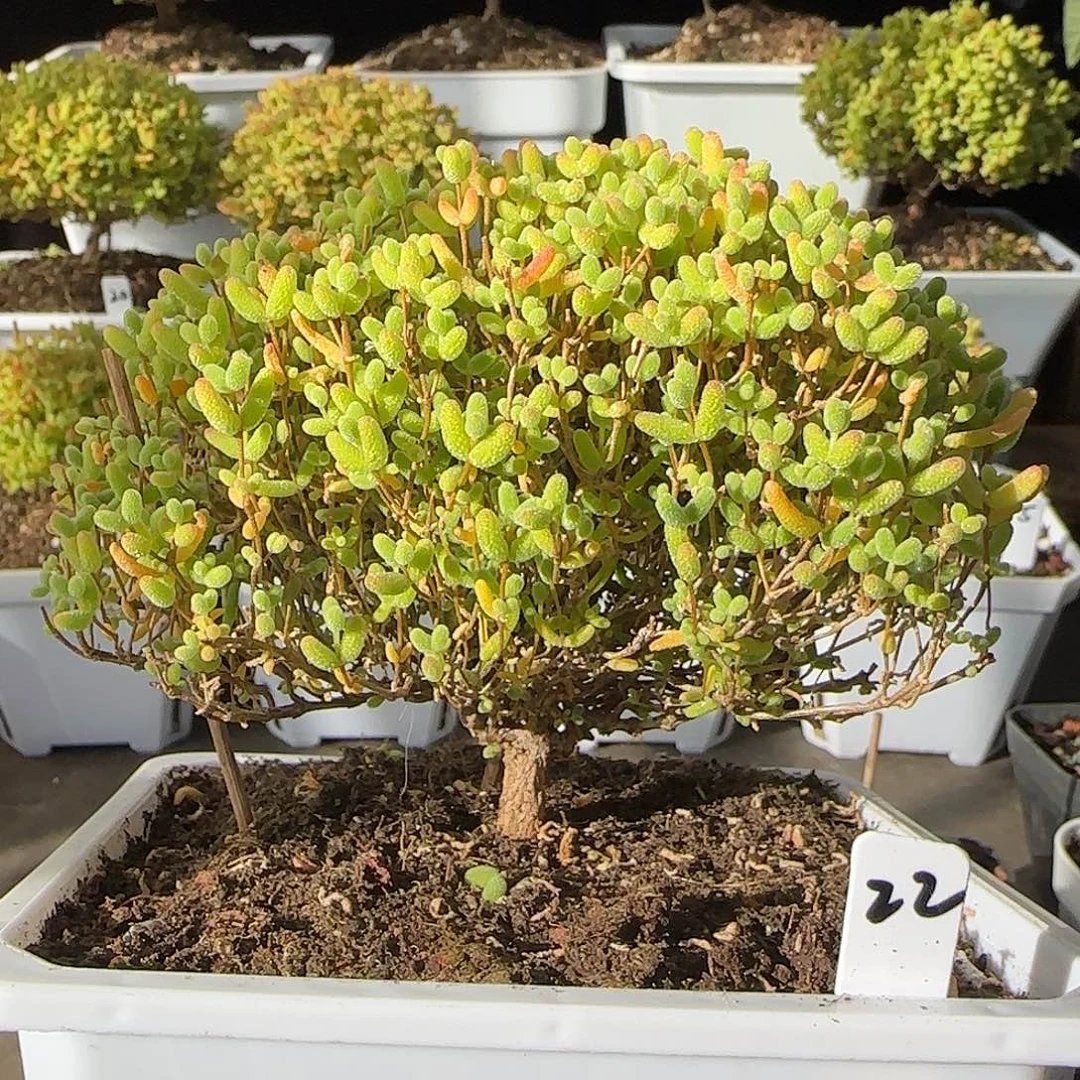 蜜橘糖球一物一拍