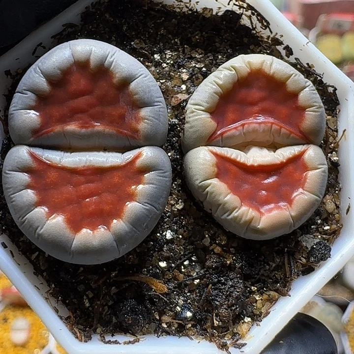 生石花1111112。  103