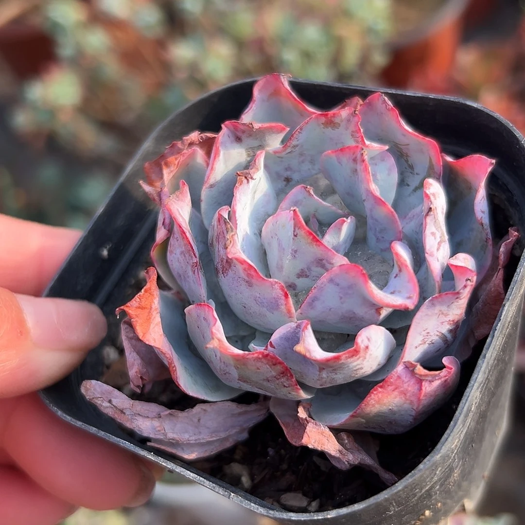 多肉植物多肉植物