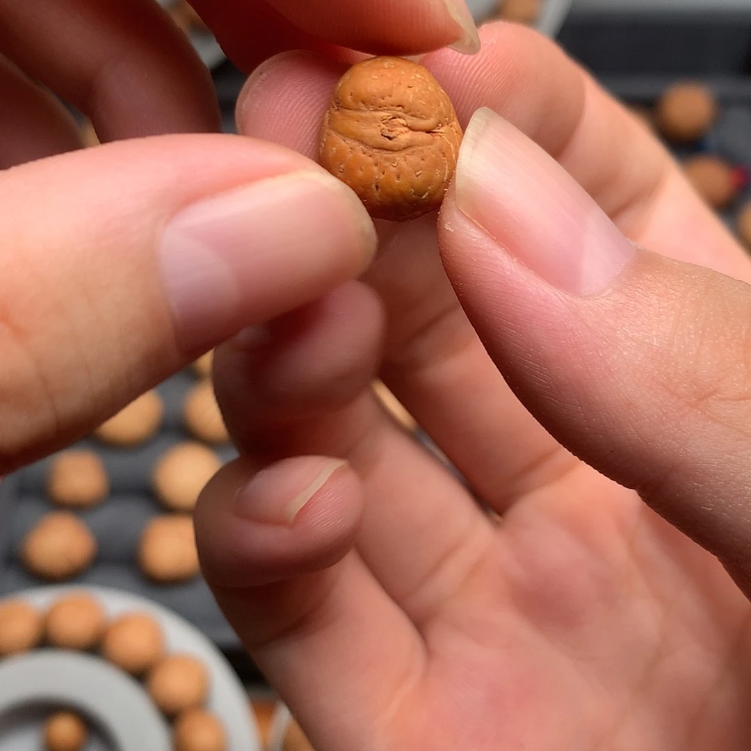 凤眼菩提吊坠打孔不退不换