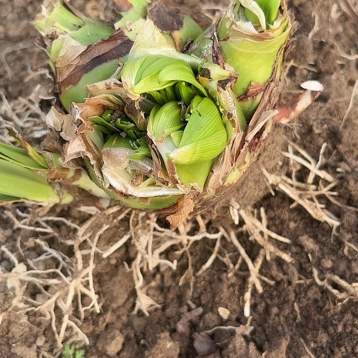 菠*包甜蜜怪胎有花剑3220