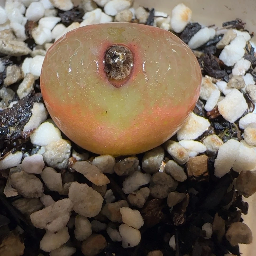 肉锥多肉植物百科2-1642