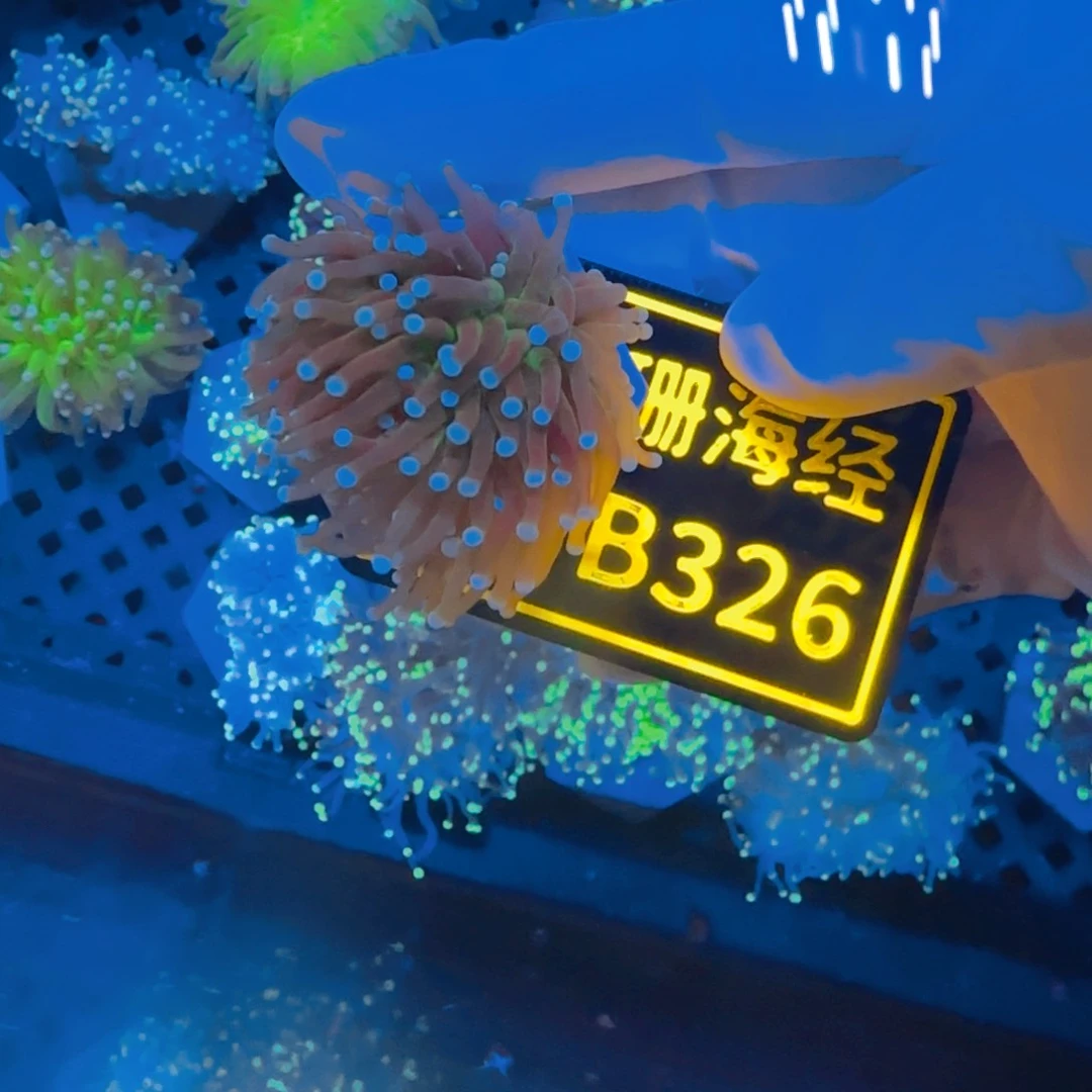 纽扣珊瑚深****6晓晓不包邮脱藻绿火柴B326