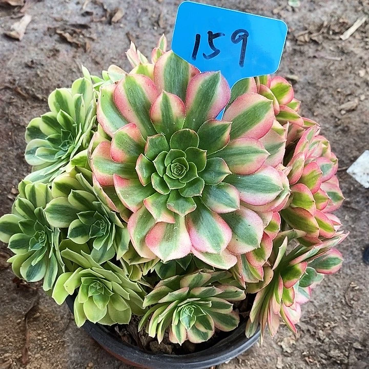 159 一颗雨何法师多肉