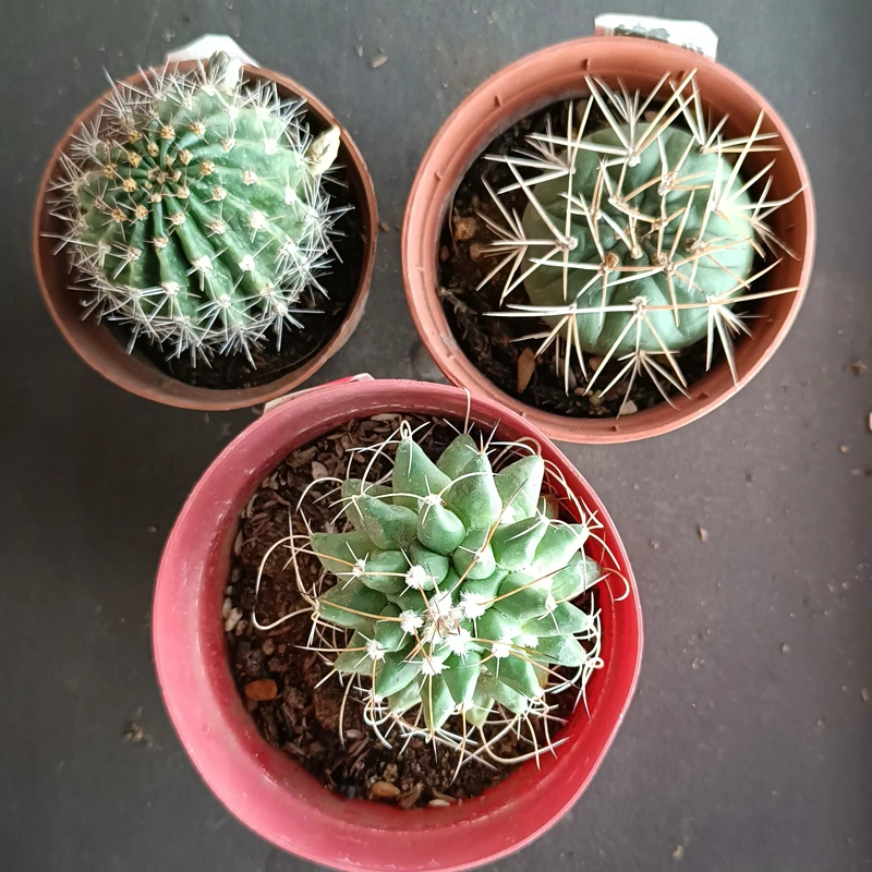 宝莲灯 加勇将丸 加白龙丸组合