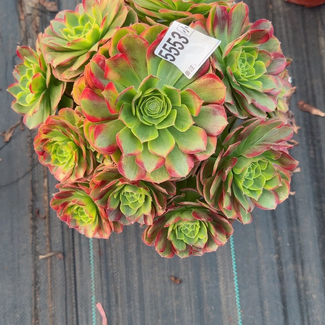 菲*5553奶白多肉多肉