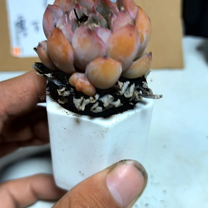 满9元包邮，荷花绝绝子