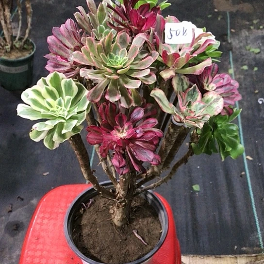 冬***芳架接0000000000504号