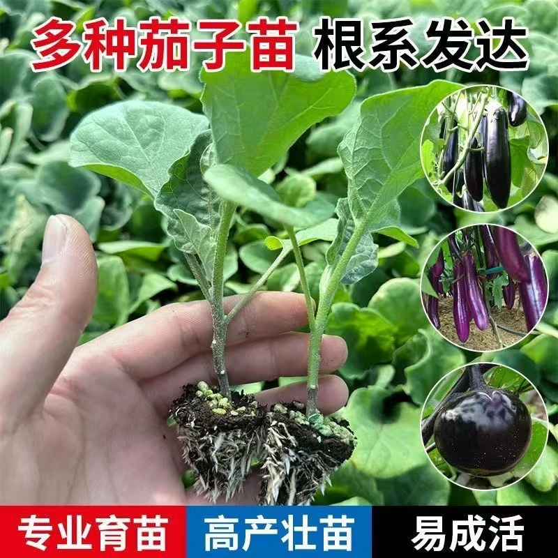 高产四季茄子秧苗阳台种植青茄子苗紫长茄子苗杭茄苗黑茄子苗圆茄