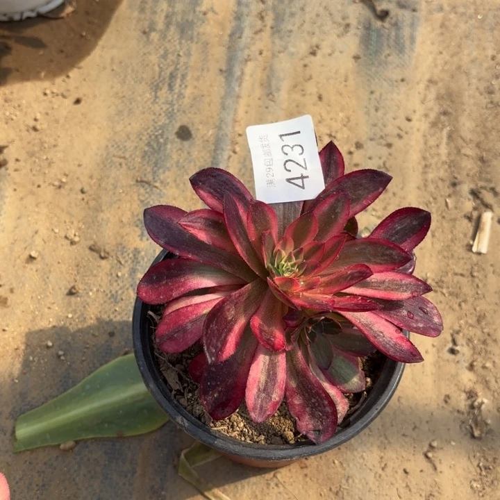 黑魔锦多肉法师4231