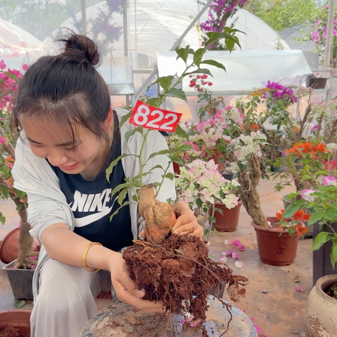 大部分花苞少量开放