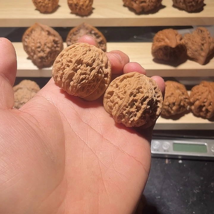 40全品无修白狮子