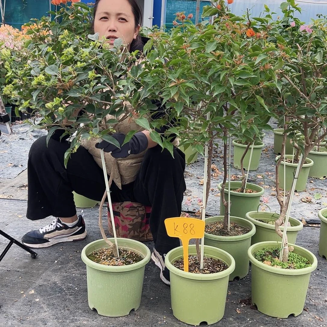 大部分花苞少量开放K88原生棒棒糖一颗，39.9
