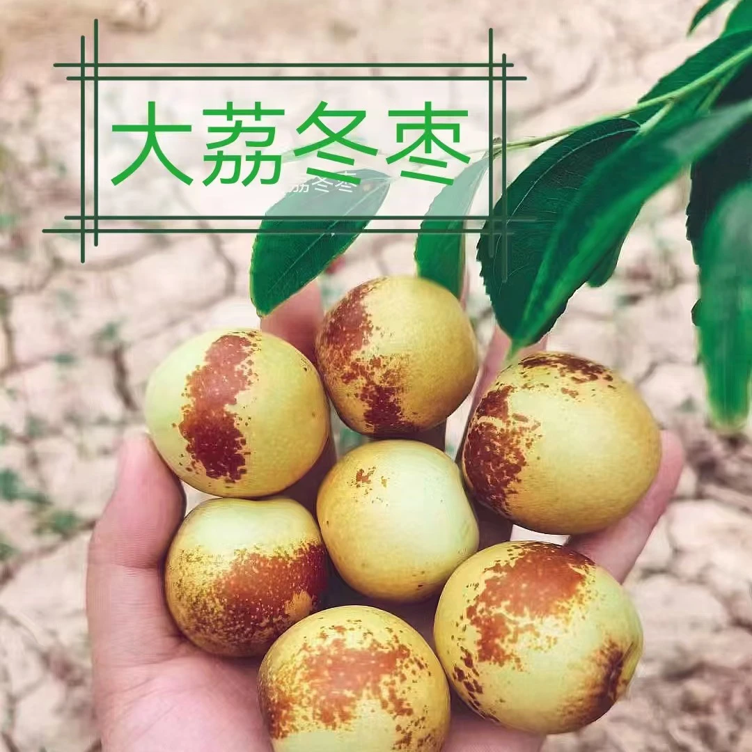 大荔冬枣选精品冬枣口感极佳又脆又甜4斤精品礼盒 5斤装包邮陕西省