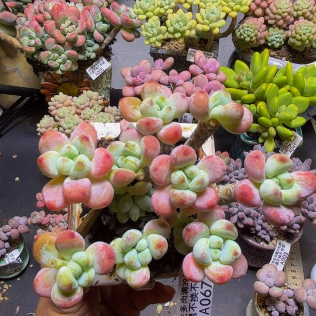 白罗琦067/9cm多肉