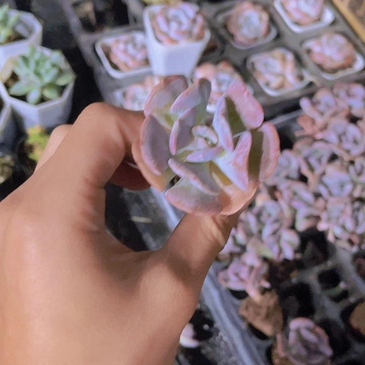 精品一单两颗雪精灵多肉植物