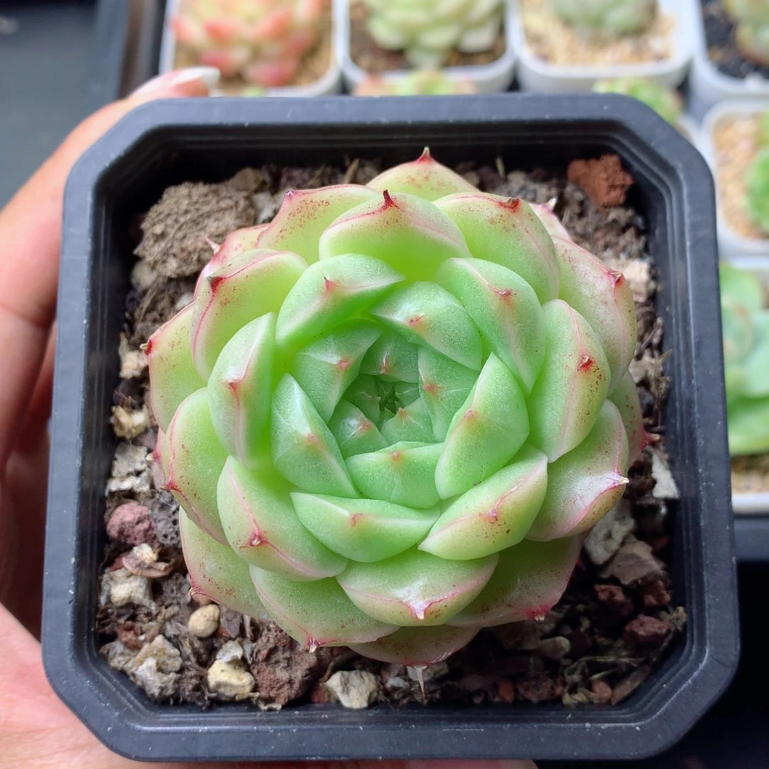 58包邮  群生不包整 41