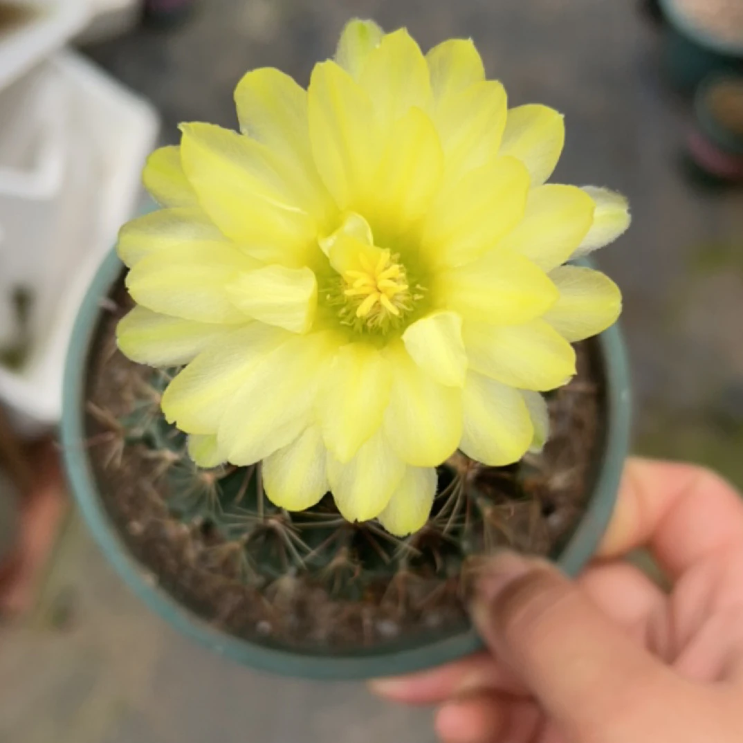 绿花龙王仙人球带花苞好养易活室内防辐射小盆栽