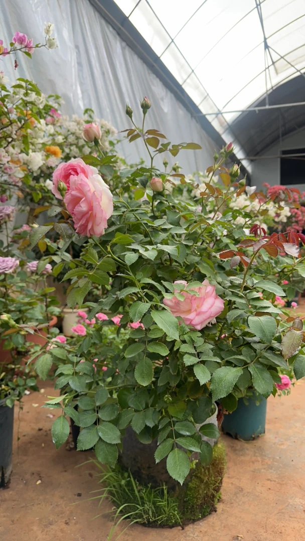 粉色龙沙宝石十加仑大花型盆栽月季