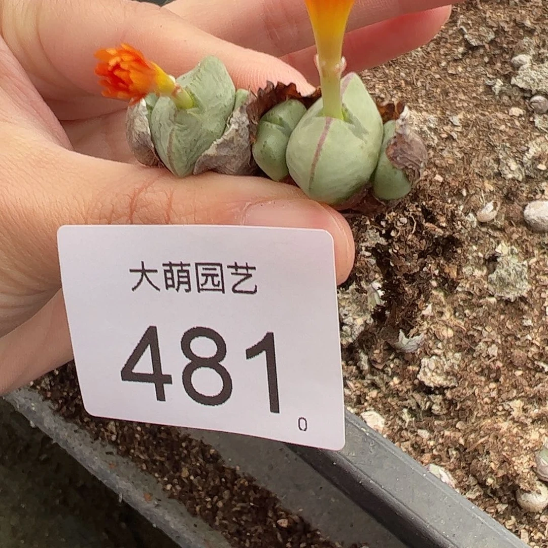 一物一拍。      481