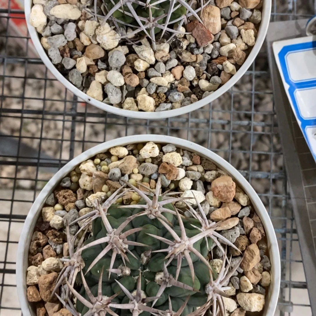 F*F仙人球碧岩玉一对