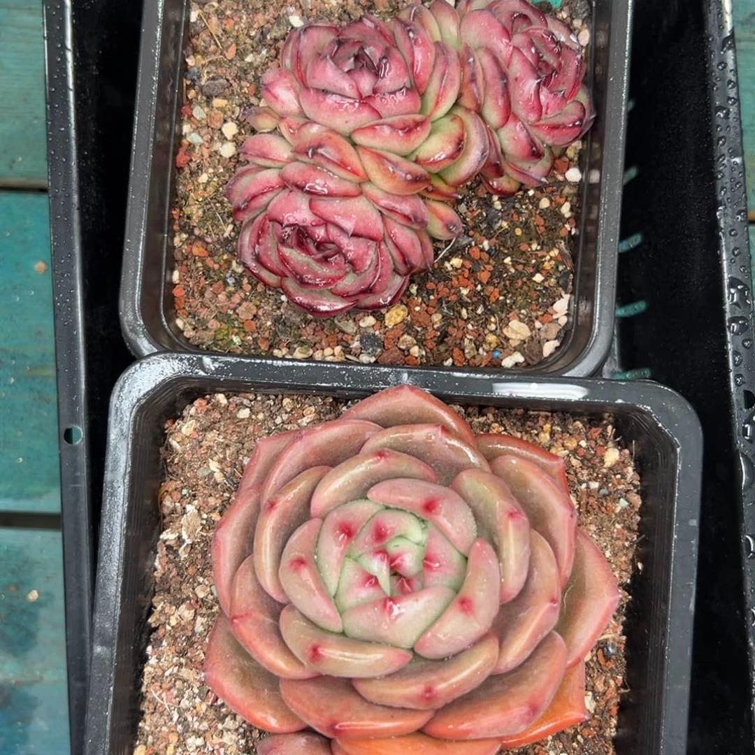 多肉一物一拍0120-208