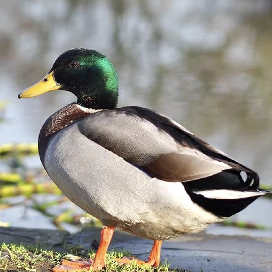 绿头鸭农家散养鲜活现发冷链包邮肉质细腻鲜美人工养殖