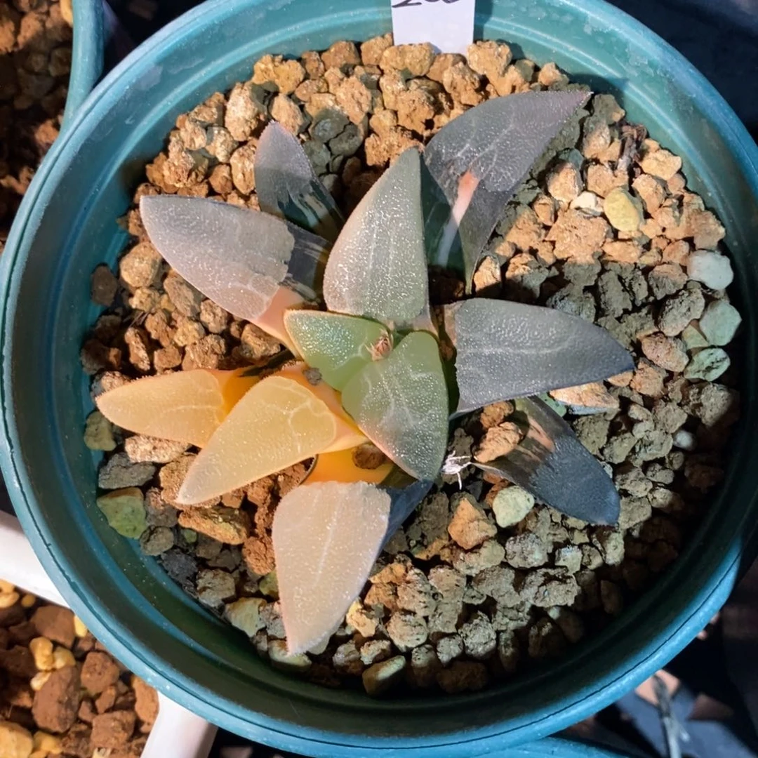 一颗实生大克锦。