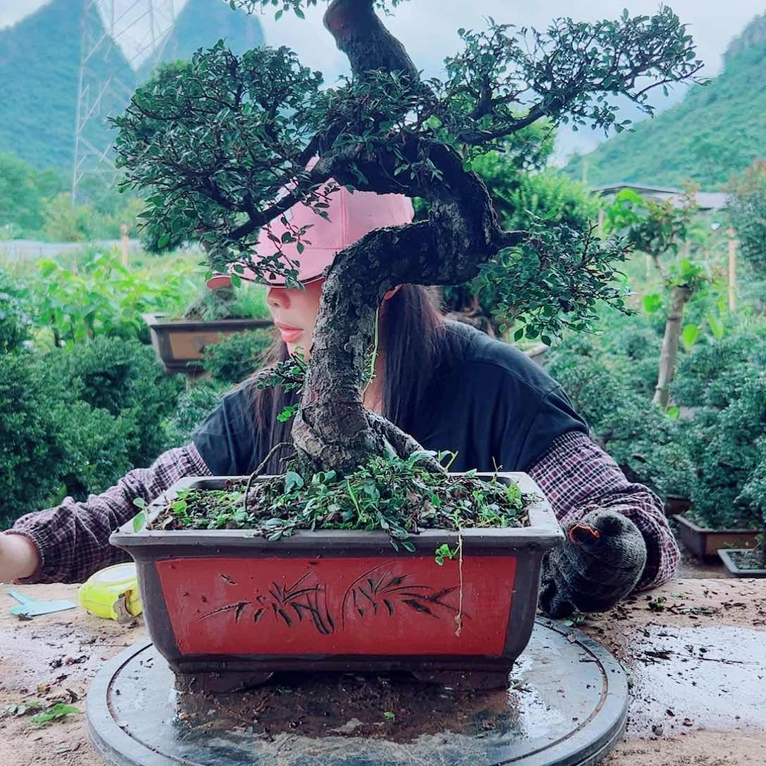 完全开放榆树喜阳喜水耐高温天气