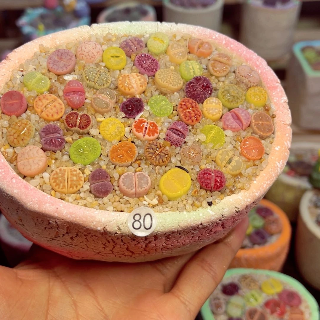 迷*80号彩拼198 元的彩拼…