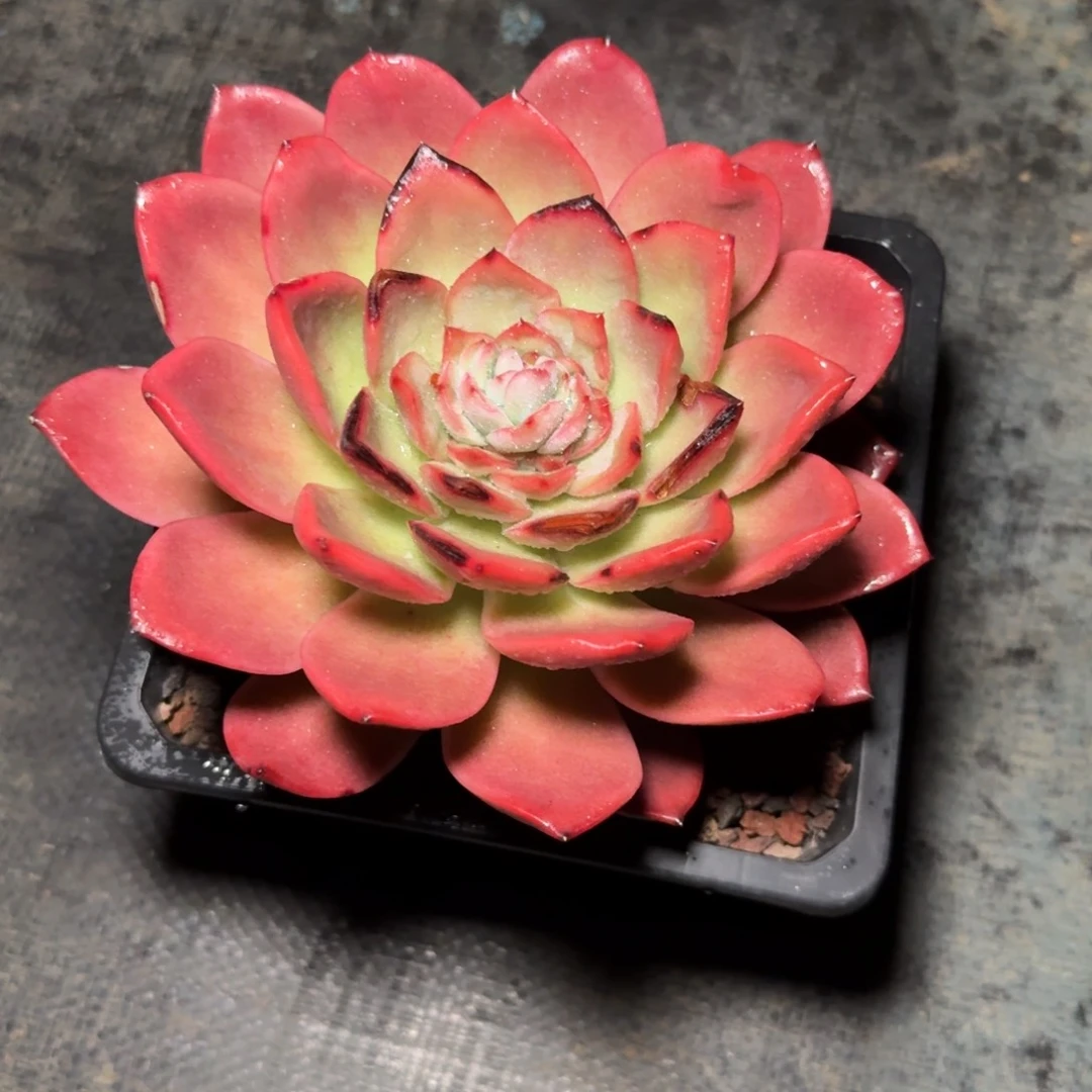 多肉植物不带盆发货