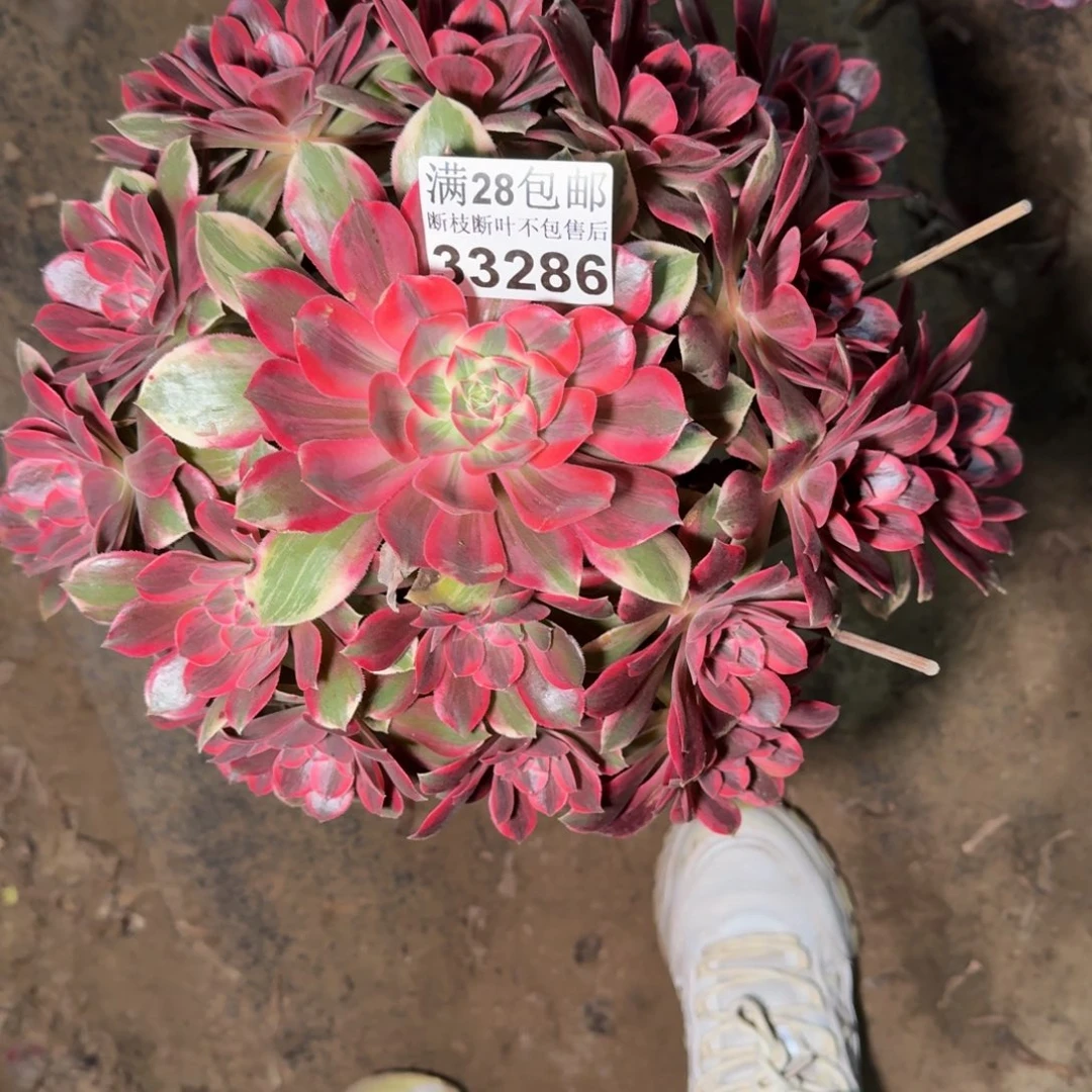 33286浣纱不包断枝包邮多肉