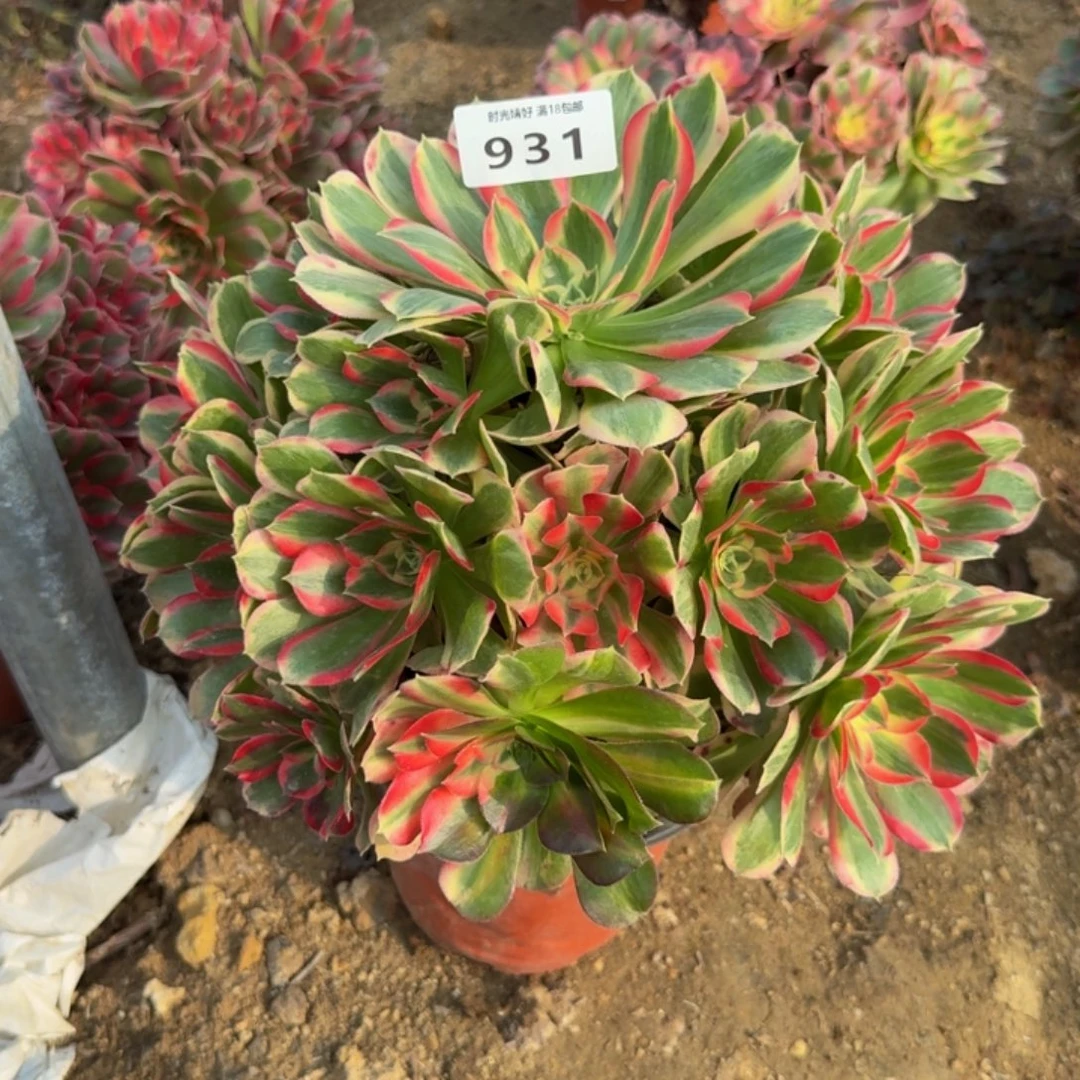 931妖月。多肉植物