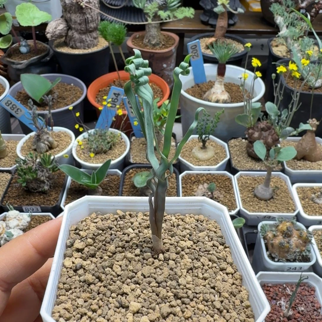 海带弹簧草069 仙人球