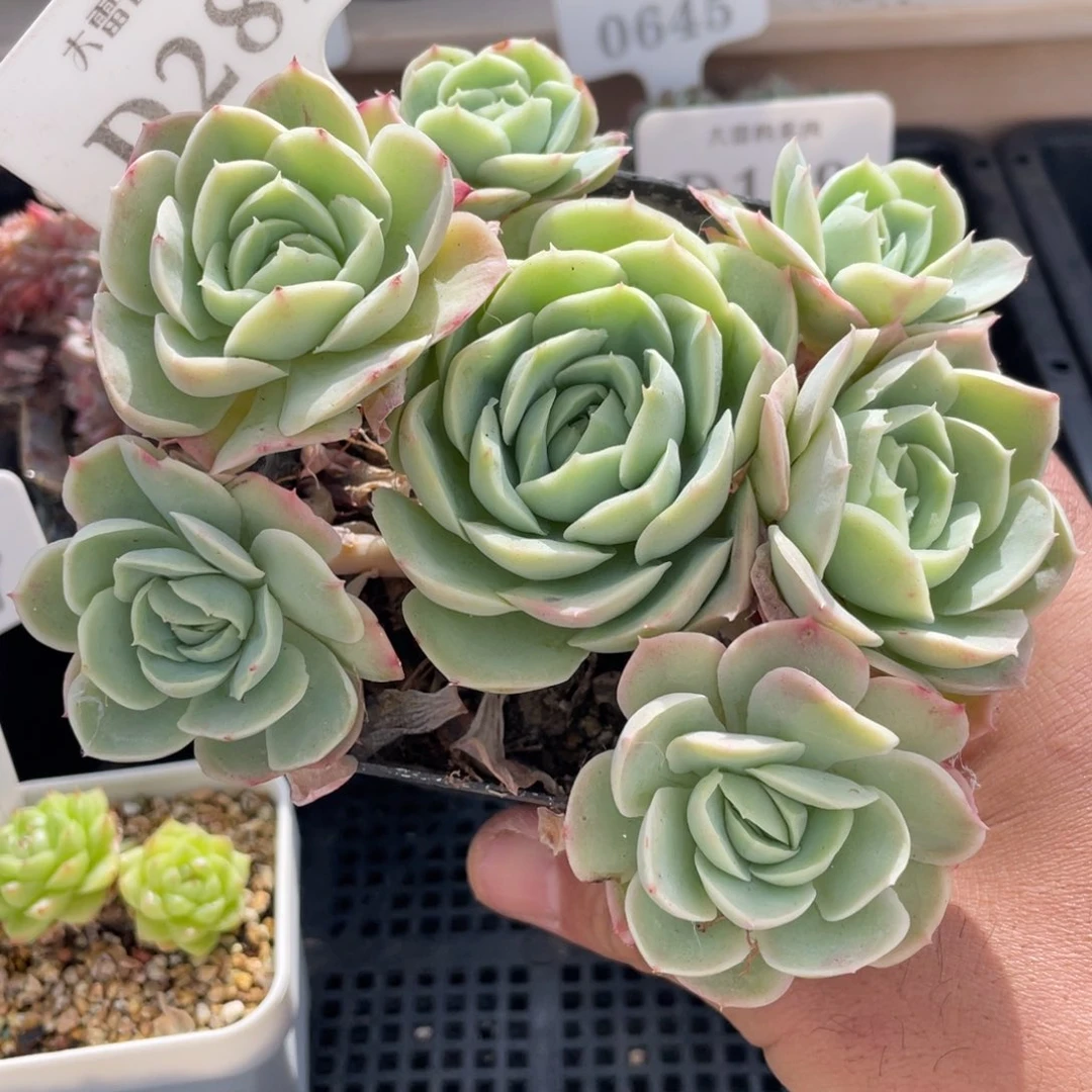 282不认识不带盆13厘米