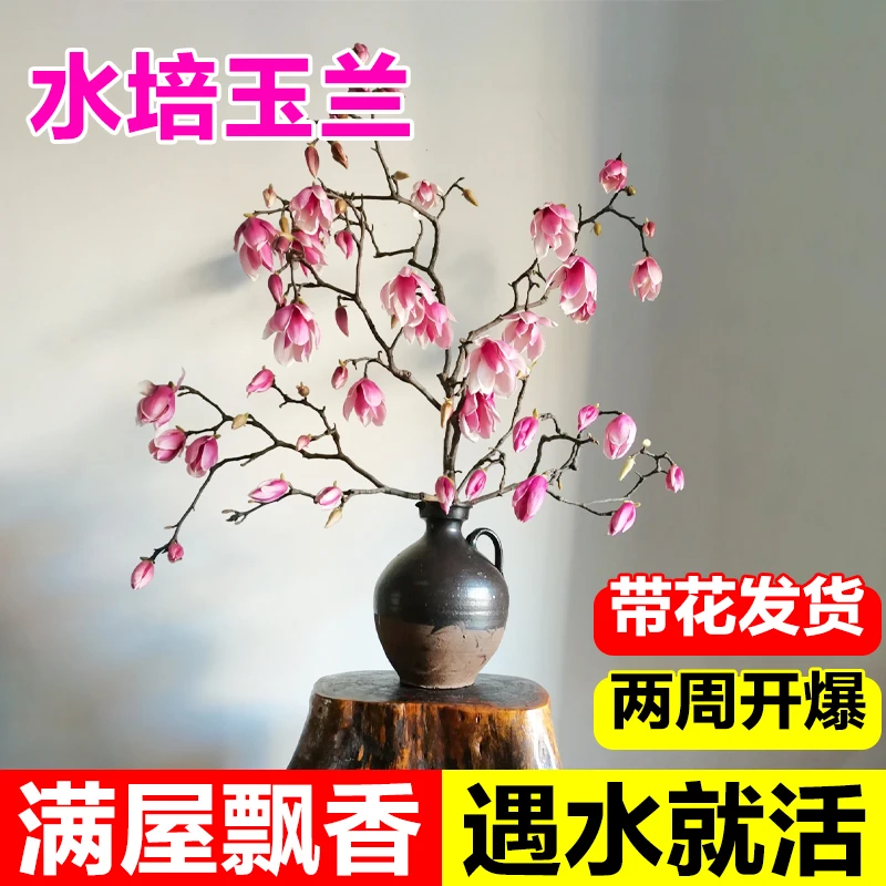 玉兰花水培植物室内好养鲜切干枝带花苞紫玉兰桌面鲜花卉盆栽绿植