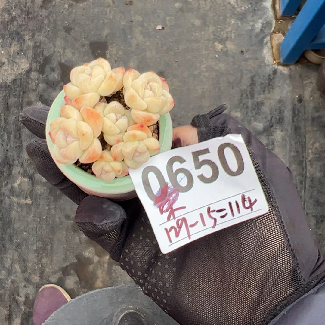 ୧***六头冰玉带盆00000000000000