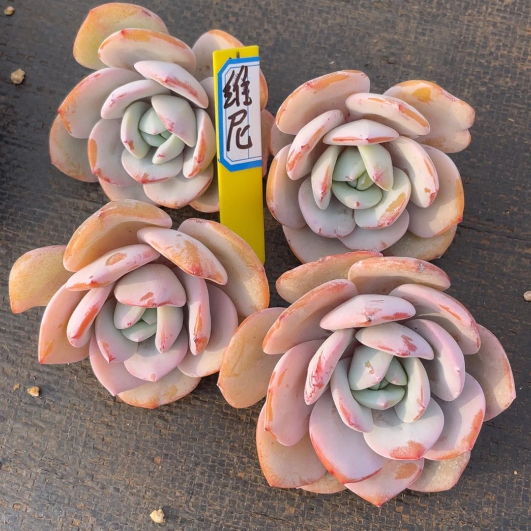 维*?姐姐说她真的不是一般