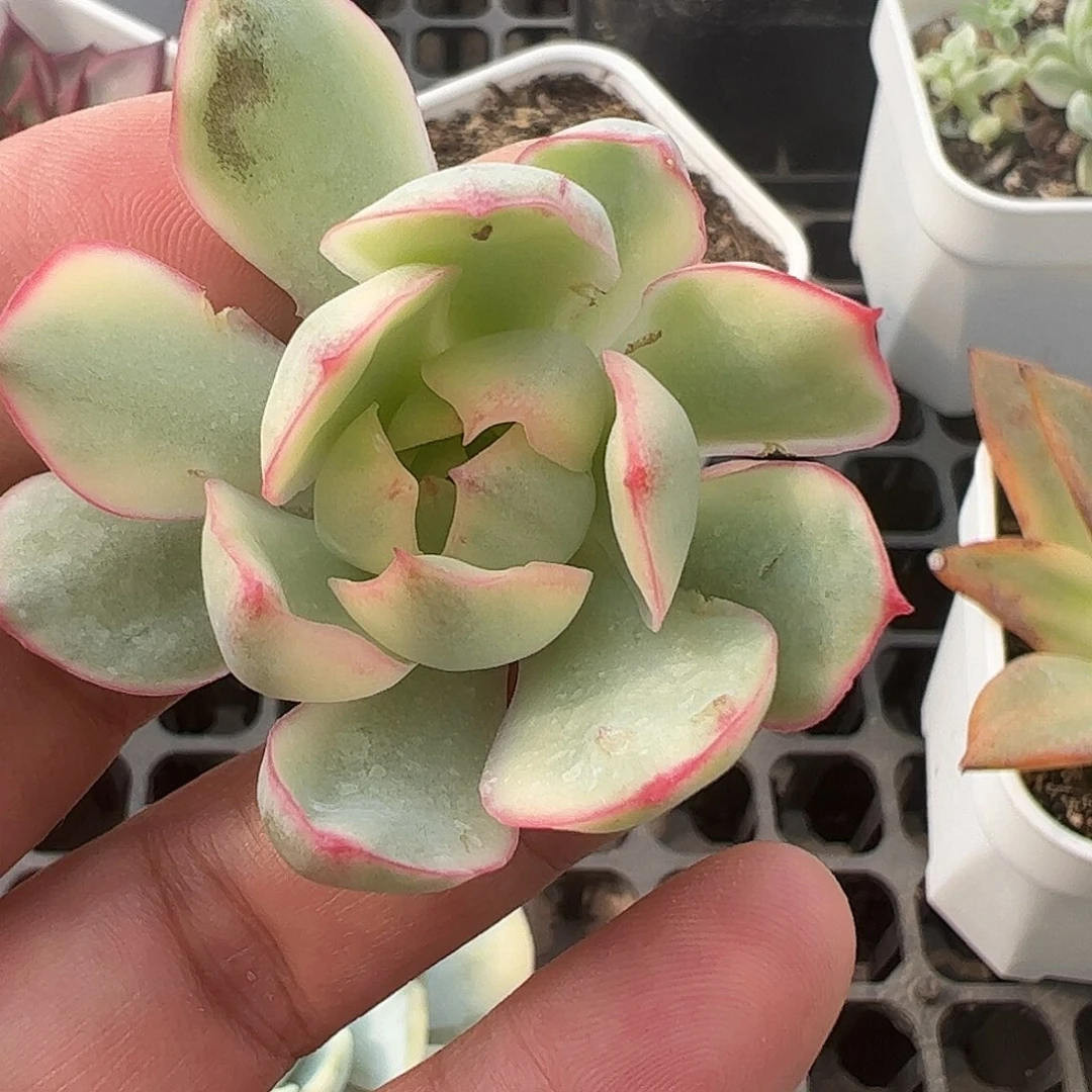 Q***Q多肉植物多肉植物