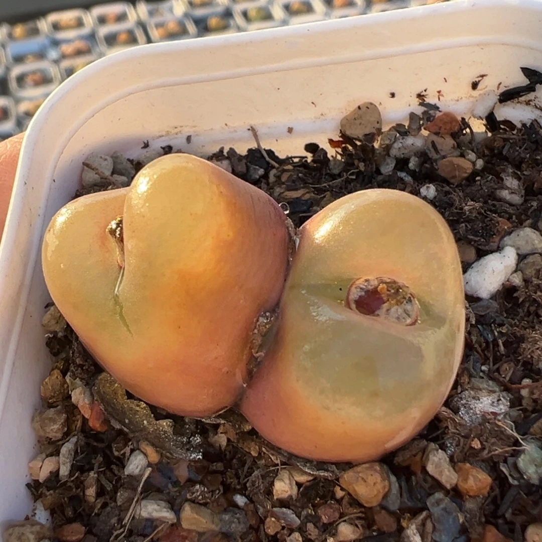 粉荔枝多肉植物百科6