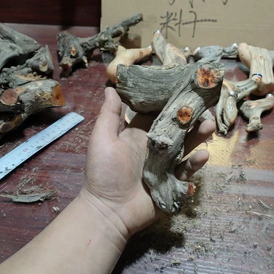 图***在大果紫檀（缅甸花梨）