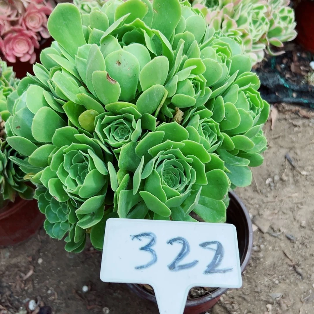 多肉植物绿羊绒法师