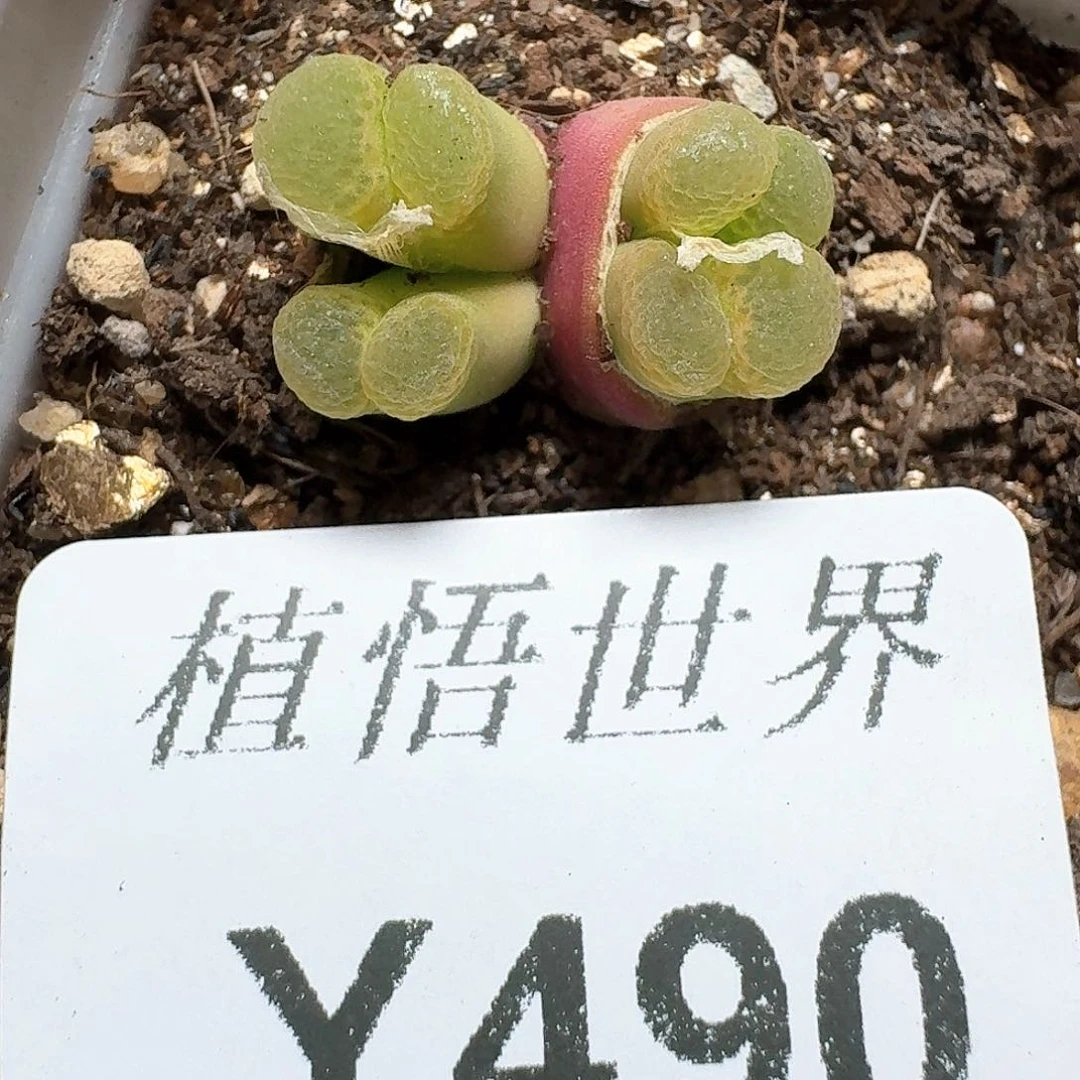 490盒多肉植物哇d f