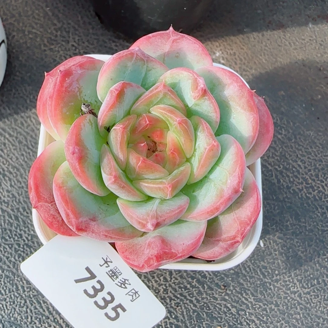 孤品珍妮，7335多肉植物