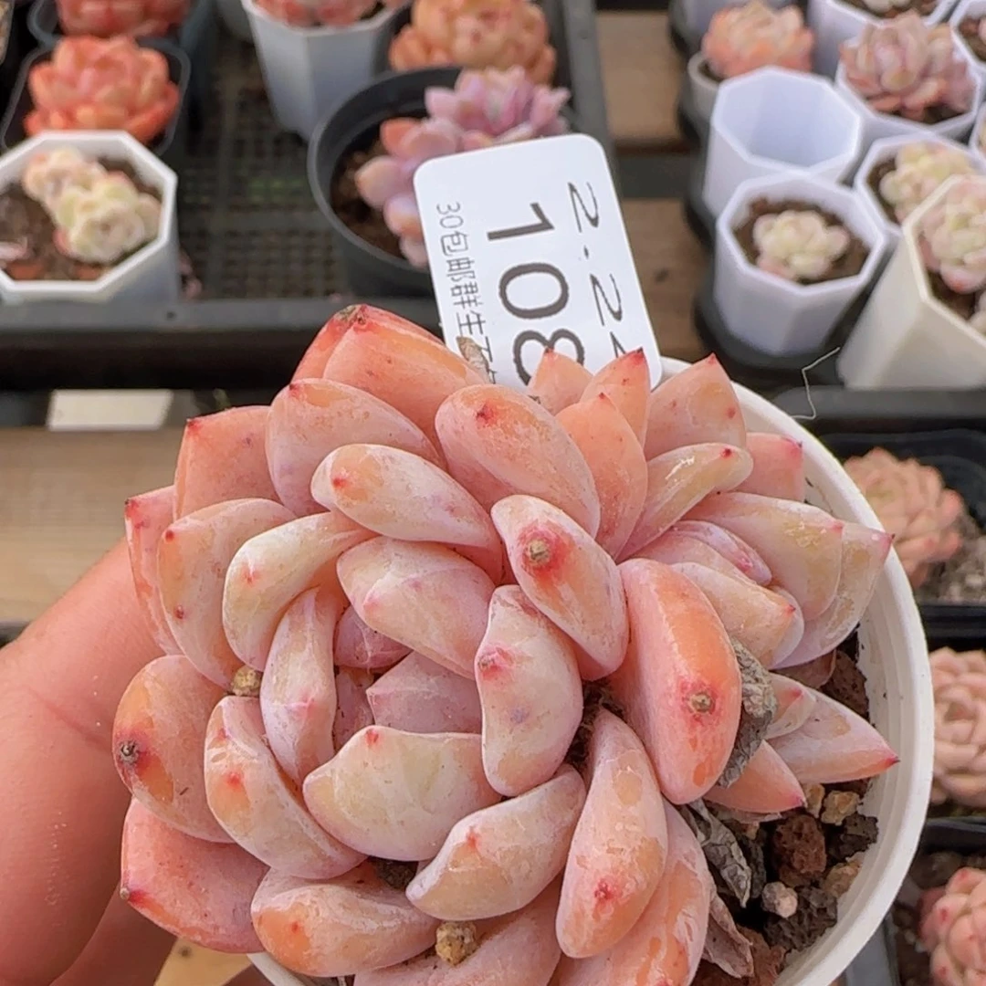 橙梦露一颗脱土发货