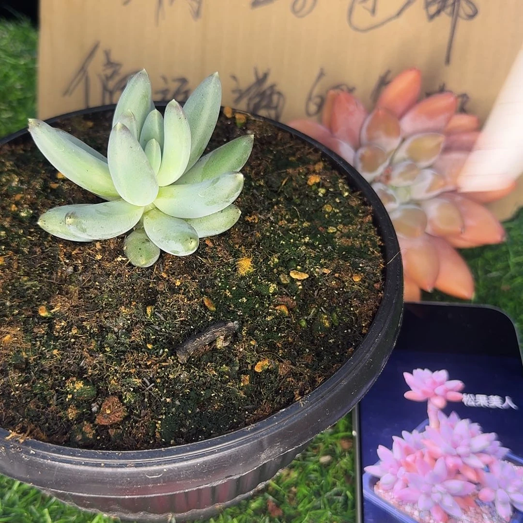 云南多肉小栈松果921