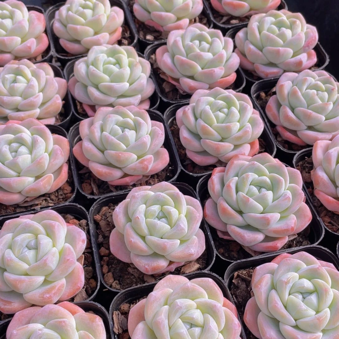 量拍141号 樱花钻石冰玉单头一个